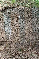 Eficacia biocida